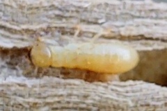 IMG_20201016_170058835_HDR2